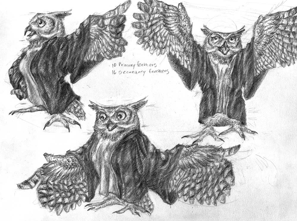 Character study of owl character
